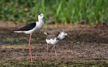 看完鹬的观后感精选6篇