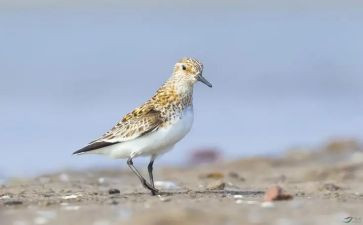 短片《鹬》观后感7篇