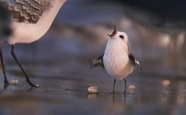 鹬蚌相争教案7篇