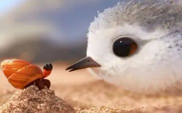 影片鹬的观后感推荐6篇