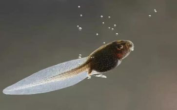 幼儿园小班蝌蚪教案5篇