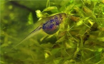 小蝌蚪的故事教案8篇