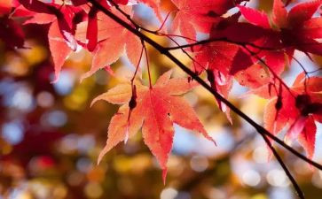 10月安全工作计划6篇