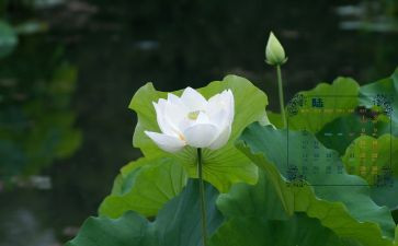大班6月份工作计划8篇