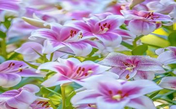 读《百合花》读后感6篇