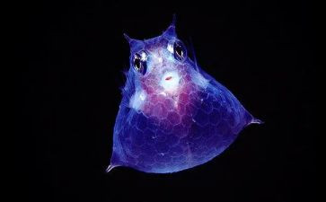 表里生物教案5篇