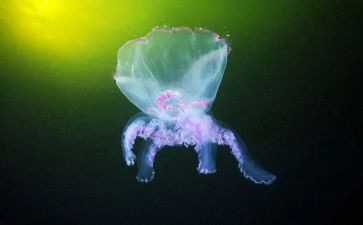 生物教师教学反思8篇
