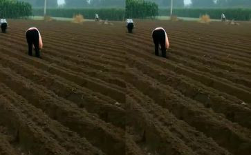 我在春天里播种作文6篇