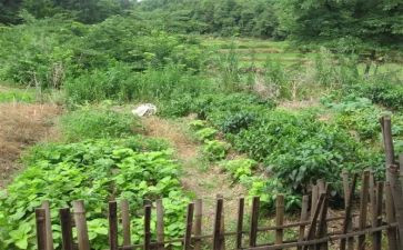 鲁菜的调查报告7篇
