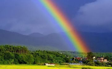 彩虹鸽读后感6篇