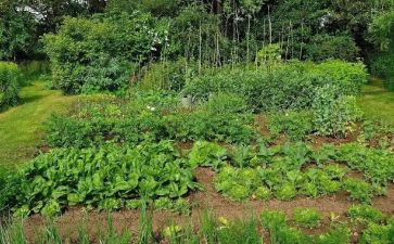 菜园里的歌教案6篇