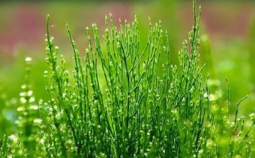 种花草教案6篇