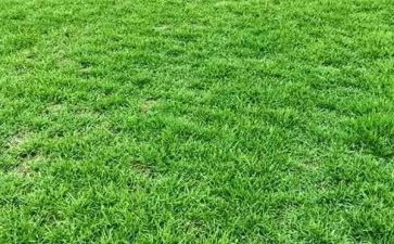 小班《草》教案精选7篇