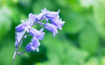 草生物调查报告8篇