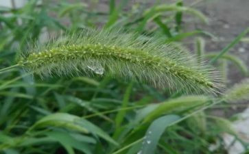 小班有趣的草教案模板5篇