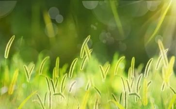 草读后感100字参考8篇