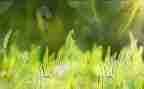《草》读后感300字优质7篇