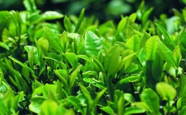 上完茶艺课心得体会模板8篇