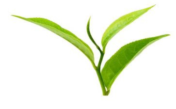 茶经心得体会模板6篇