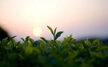 奶茶吧活动方案8篇