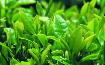 茶艺的心得体会6篇