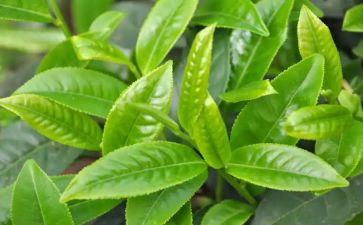 学茶艺课心得体会5篇