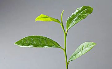 茶壶的教案8篇