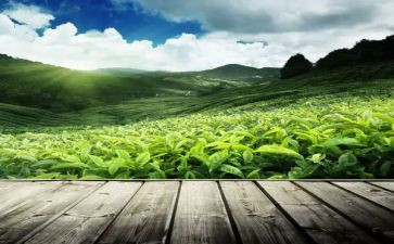 茶经心得体会优秀6篇