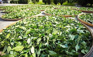 茶经读后感400字最新6篇