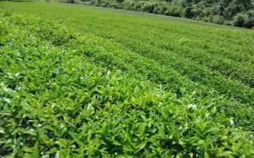 茶公司领导讲话稿5篇