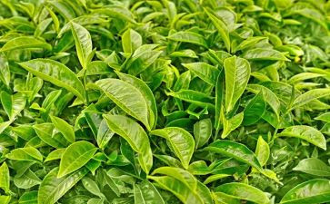 茶经读后感400字模板7篇