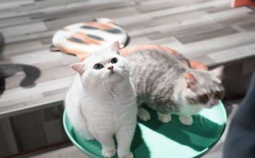 写宠物猫的作文6篇