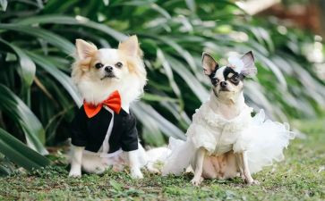 养宠物的读后感5篇