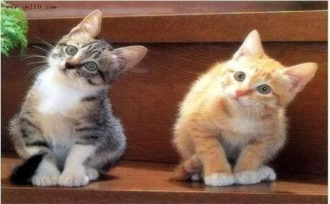 买宠物的合同6篇