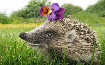 小刺猬活动教案5篇