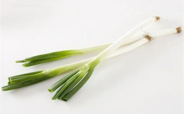 关于葱的科学教案推荐8篇