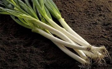 关于葱的科学教案优质6篇