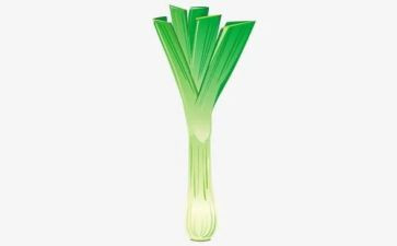 中班葱的教案5篇