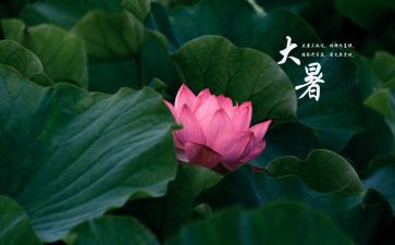 大暑作文5篇