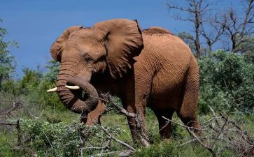 大象的幼儿教案8篇