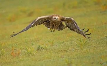 木雕作文参考7篇