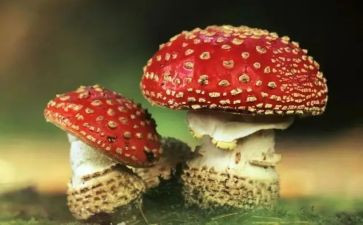 禁毒的活动方案优秀8篇