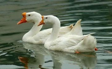 鸡和鹅的故事作文最新6篇