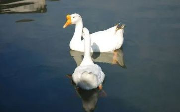 小班古诗鹅的教案8篇