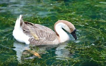 鸡和鹅的故事作文6篇