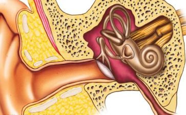 耳健康教案优质6篇