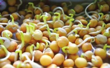 发芽了教案8篇