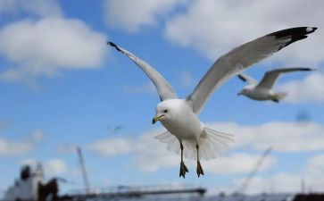 飞翔的树作文优质6篇