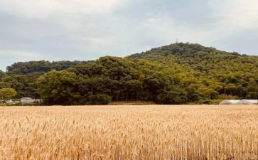 大班音乐苹果丰收教案6篇