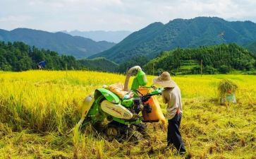 大班音乐《苹果丰收》教案6篇